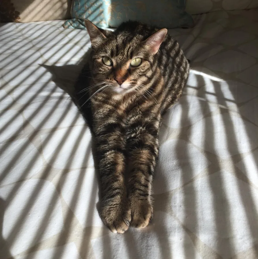 Paw shot