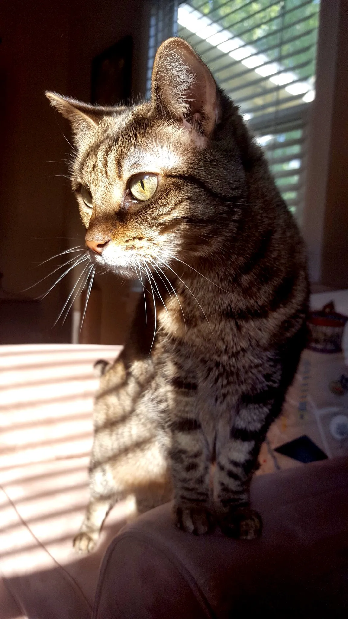 Abby in the sun