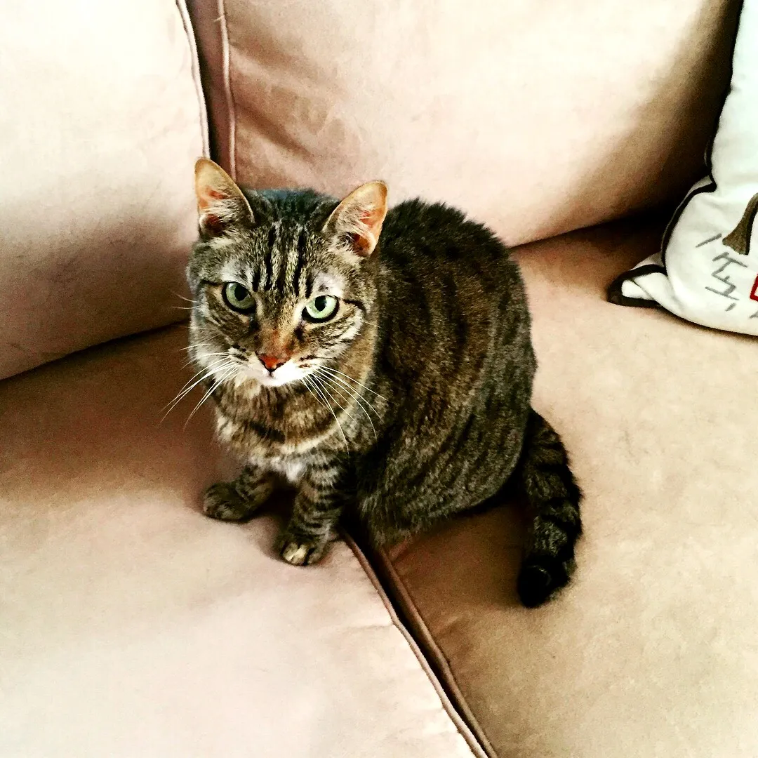 Miss Tiny Paws