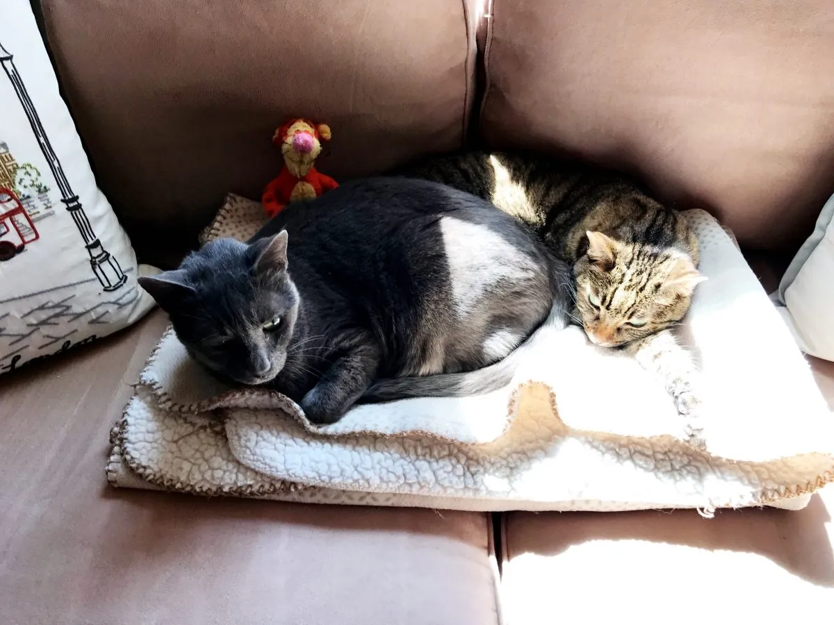 Kitties and Tigger