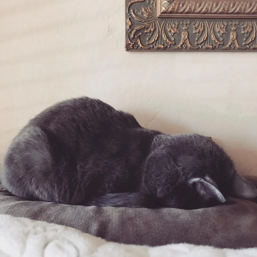 Hard core face plant