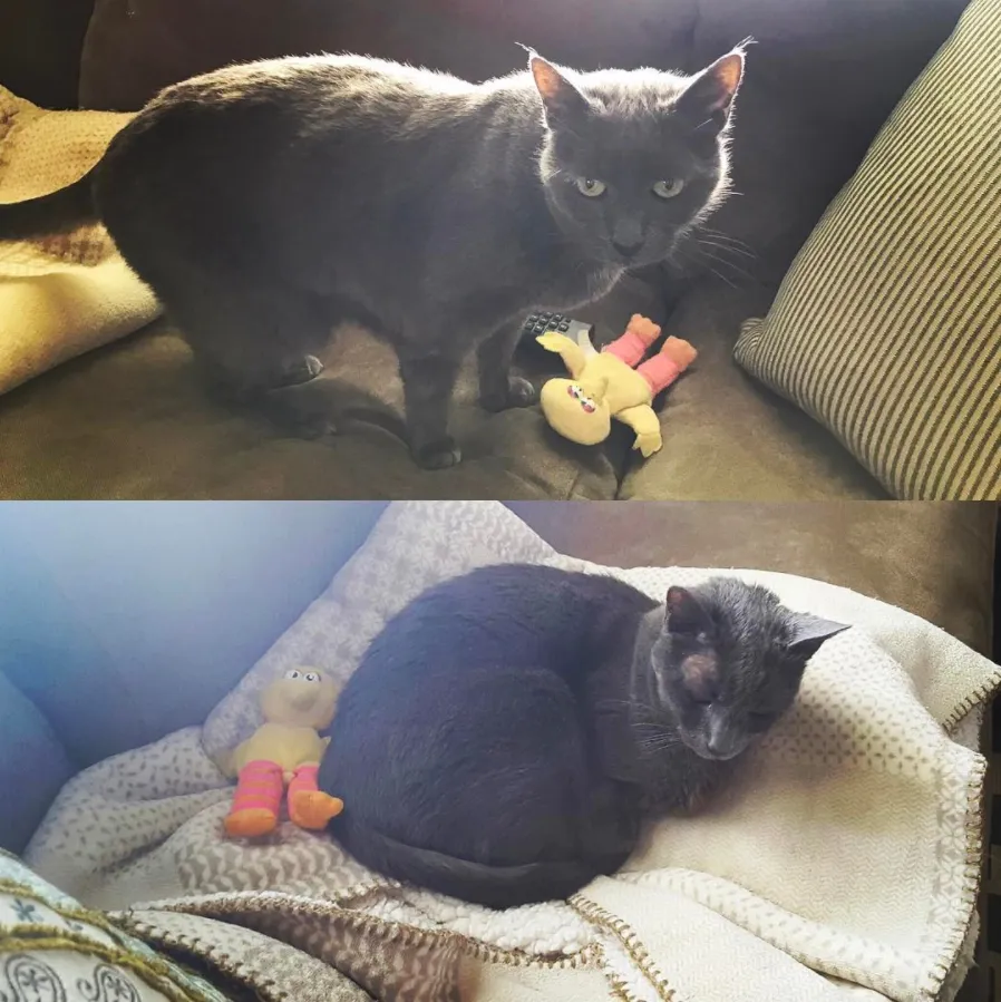 Seriously, Louie loves his Big Bird