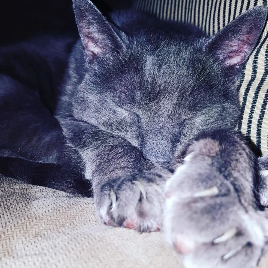 Paw shot