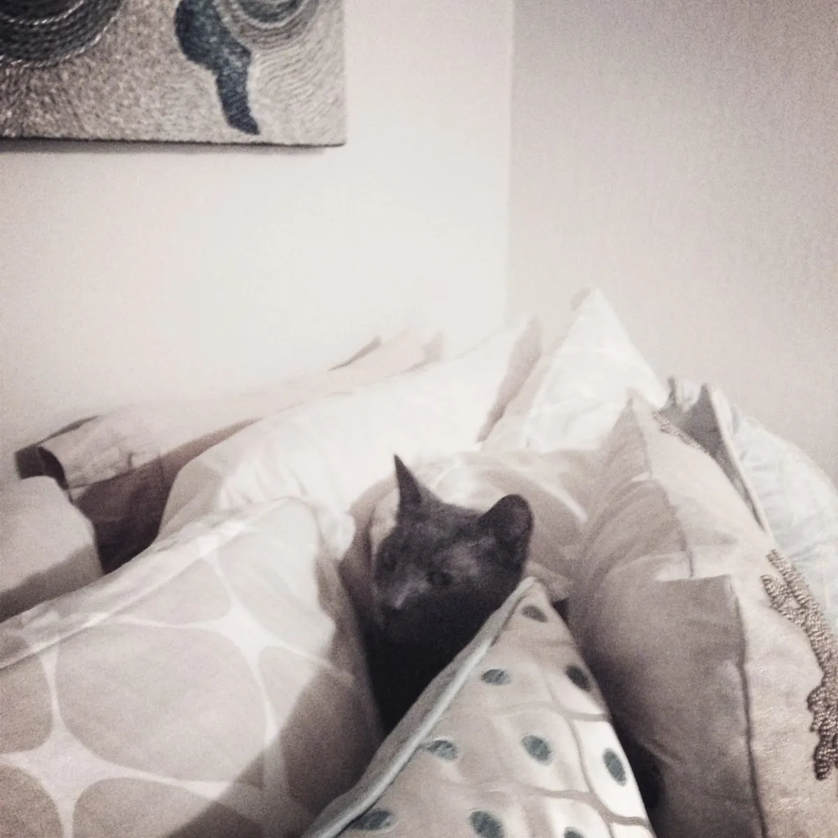 Louie + too many pillows