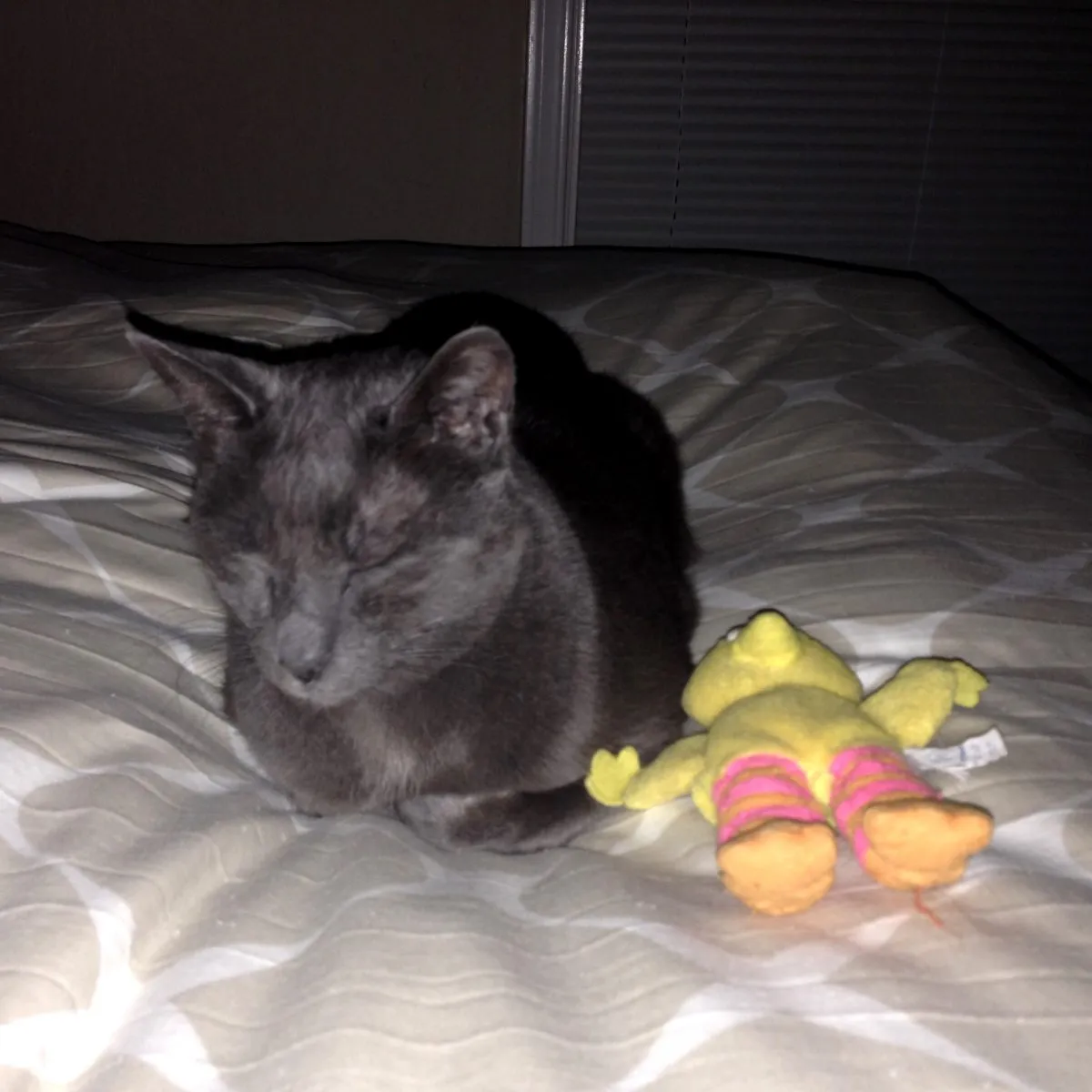 Louie loves his Big Bird