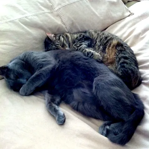 Baby Abby with big brother Louie