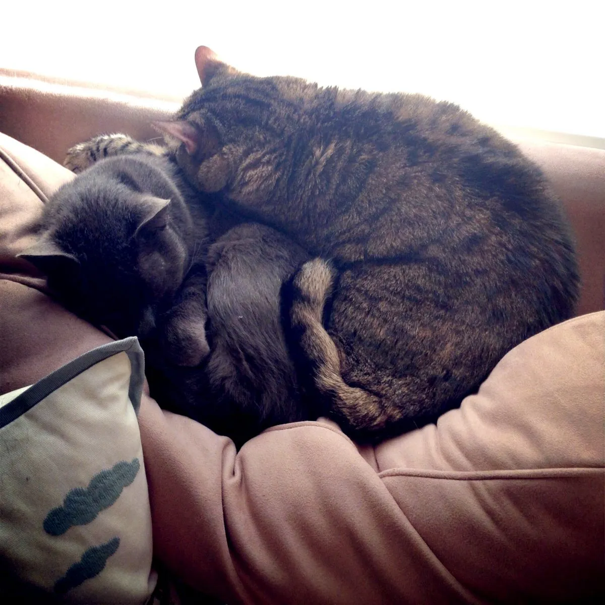 Kitty Meowtain